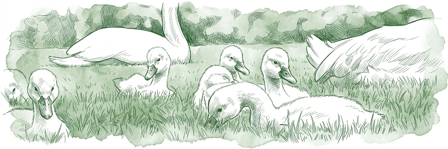 Cygnes